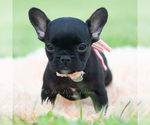Small #2 French Bulldog