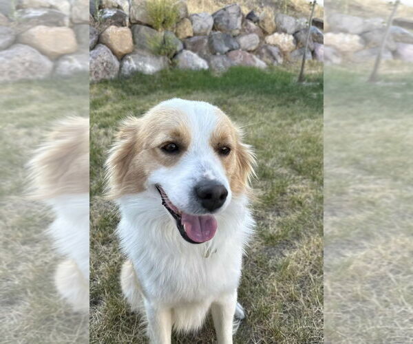Medium Photo #5 Border Collie-Unknown Mix Puppy For Sale in Sandy, UT, USA