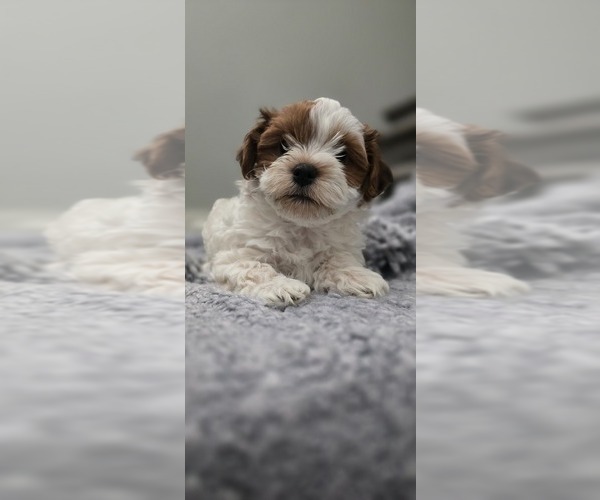 Medium Photo #1 Havanese Puppy For Sale in MERIDIAN, ID, USA