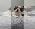 Puppy Dos Havanese