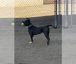 Small #3 American Pit Bull Terrier Mix