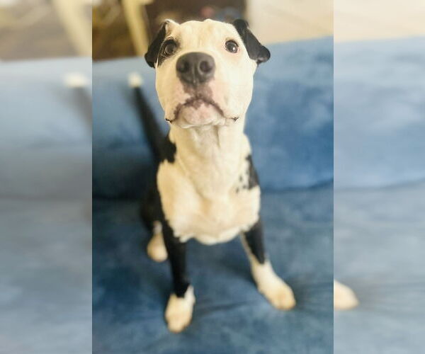 Medium Photo #5 American Pit Bull Terrier-Unknown Mix Puppy For Sale in Germantown, OH, USA