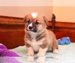 Puppy 4 Pembroke Welsh Corgi