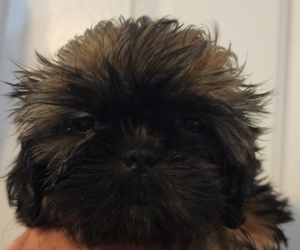 Shih Tzu Litter for sale in WESLEY CHAPEL, FL, USA