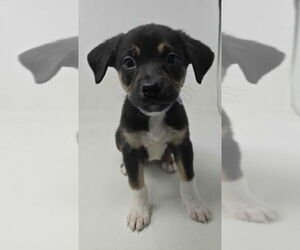 Borador Dogs for adoption in Brewster, NY, USA