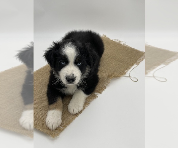 Medium Photo #3 Australian Shepherd Puppy For Sale in PENDLETON, OR, USA