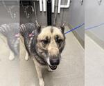 Small German Shepherd Dog-Huskies  Mix