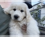 Puppy Black Great Pyrenees