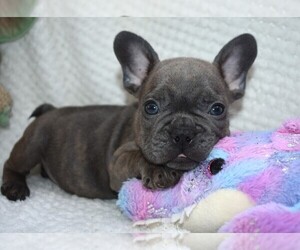 French Bulldog Puppy for sale in EUNICE, LA, USA
