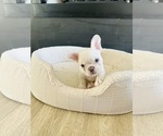 Puppy Thor French Bulldog