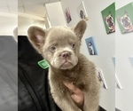 Small #4 French Bulldog