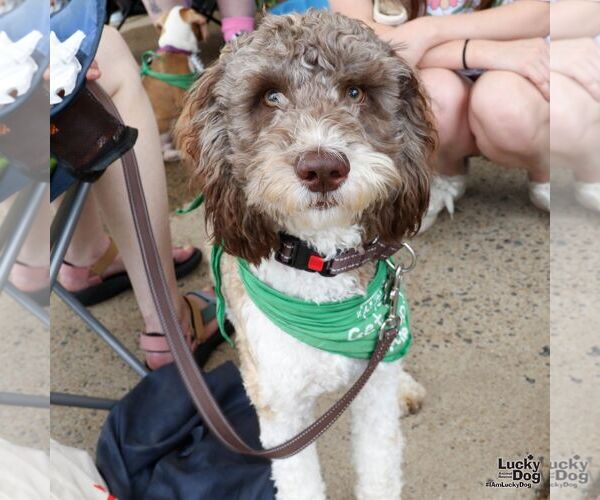 Medium Photo #1 Mutt Puppy For Sale in Washington, DC, USA