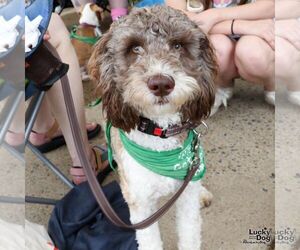 Mutt Dogs for adoption in Washington, DC, USA