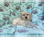 Small Cocker Spaniel