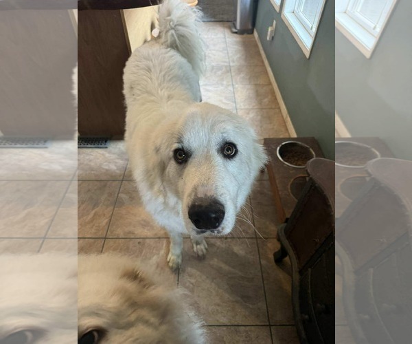 Medium Photo #5 Great Pyrenees Puppy For Sale in Holly Springs, NC, USA