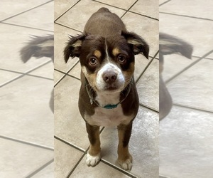 Father of the Miniature Australian Shepherd puppies born on 02/24/2026