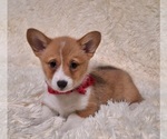 Small #2 Pembroke Welsh Corgi