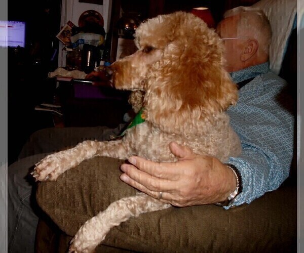 Medium Photo #1 Poodle (Standard) Puppy For Sale in CLATSKANIE, OR, USA