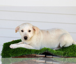 Puppy Yoshi Jack Russell Terrier-Pomsky Mix