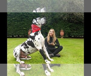 Castro Laboreiro Livestock Guarding Dog-Great Anglo-French Tricolored Hound Mix Puppy for sale in NEW YORK, NY, USA