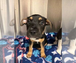 Labrador Retriever Dogs for adoption in Baytown, TX, USA