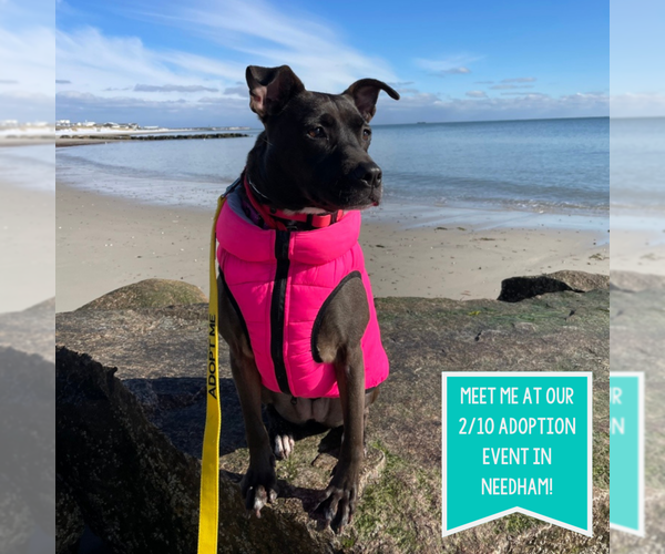 Medium Photo #9 American Pit Bull Terrier-Labrador Retriever Mix Puppy For Sale in Boston, MA, USA