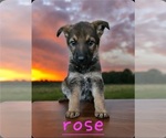 Small Photo #6 German Shepherd Dog Puppy For Sale in KELLER, TX, USA