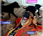 Yellowstone litter - Male Mutt Dog for Adoption - Small photo