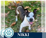 Nikki 102426 - Female Boston Terrier Dog for Adoption - Small photo