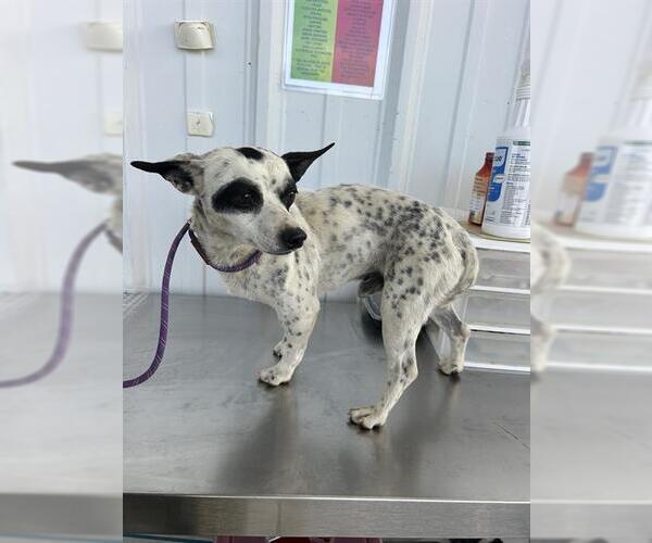 Medium Photo #1 Chihuahua Puppy For Sale in Bakersfield, CA, USA