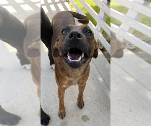 Medium Photo #6 Catahoula Leopard Dog-Unknown Mix Puppy For Sale in Spring, TX, USA