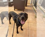 Small #1 American Bulldog Mix