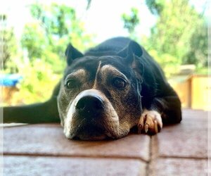 Marni - Female Boxer-Unknown Mix Dog for Adoption - Photo #8
