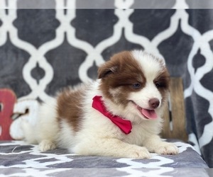 Pomsky Puppy for sale in LANCASTER, PA, USA