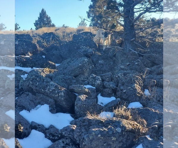 Medium Photo #5 Kangal Dog Puppy For Sale in SILVER LAKE, OR, USA