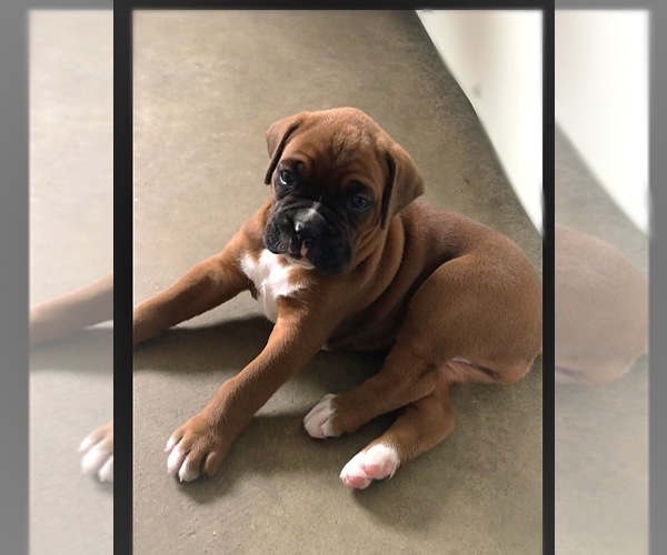 Medium Photo #4 Boxer Puppy For Sale in APPLE CREEK, OH, USA
