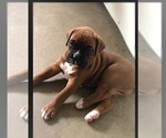 Small #3 Boxer
