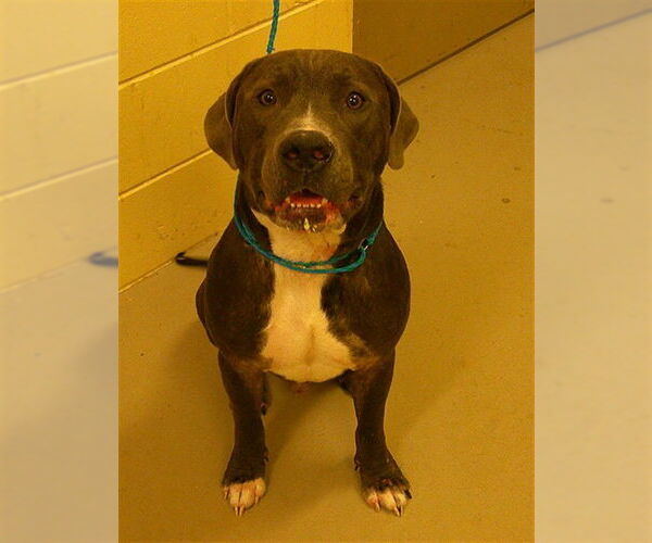 Medium Photo #1 American Bulldog Puppy For Sale in Sanford, FL, USA