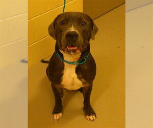 American Bulldog Dogs for adoption in Sanford, FL, USA