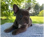 Small Photo #20 French Bulldog Puppy For Sale in BREMEN, IN, USA
