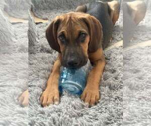 Timmy - Male Mutt Dog for Adoption - Photo #7