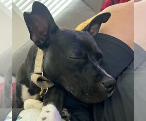 Persephone - Female Mutt Dog for Adoption - Photo #42
