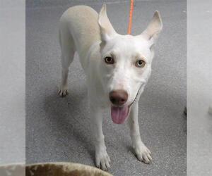 Siberian Husky Dogs for adoption in Pasadena, TX, USA