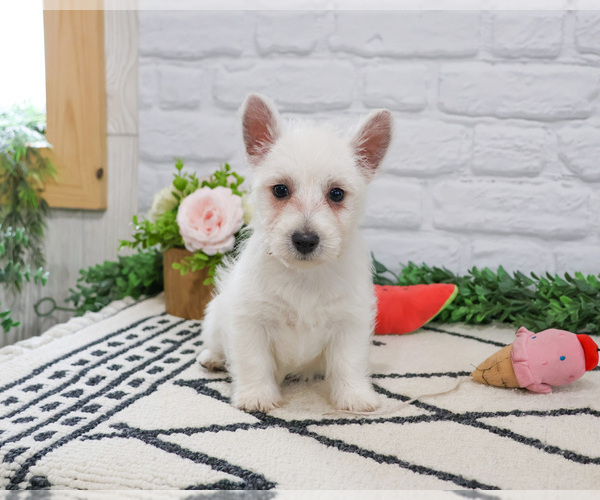 Medium Photo #13 West Highland White Terrier Puppy For Sale in SYRACUSE, IN, USA