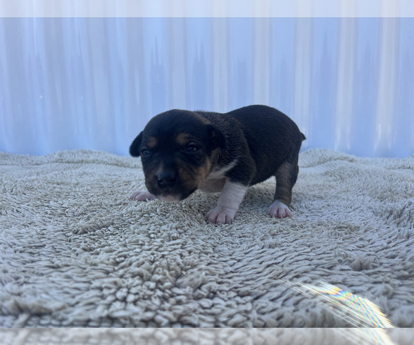 Medium Photo #5 Rat Terrier Puppy For Sale in DORA, MO, USA