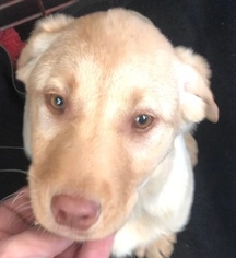 Labrador Retriever Puppy for sale in GATES, NY, USA