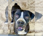 Small #5 Boxer