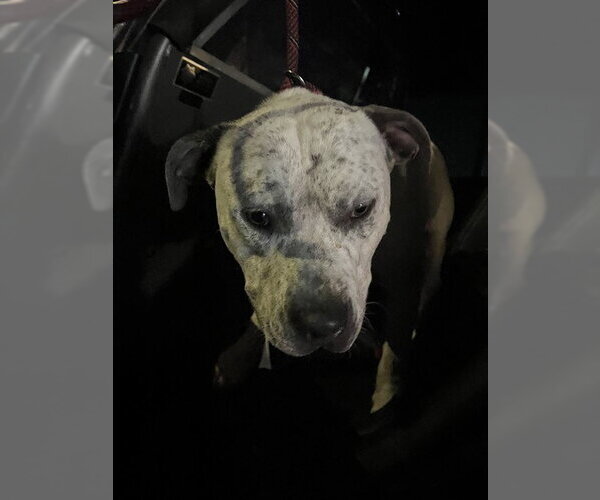 Medium Photo #1 American Pit Bull Terrier-Unknown Mix Puppy For Sale in Oklahoma City, OK, USA