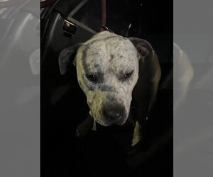 American Pit Bull Terrier-Unknown Mix Dogs for adoption in Oklahoma City, OK, USA