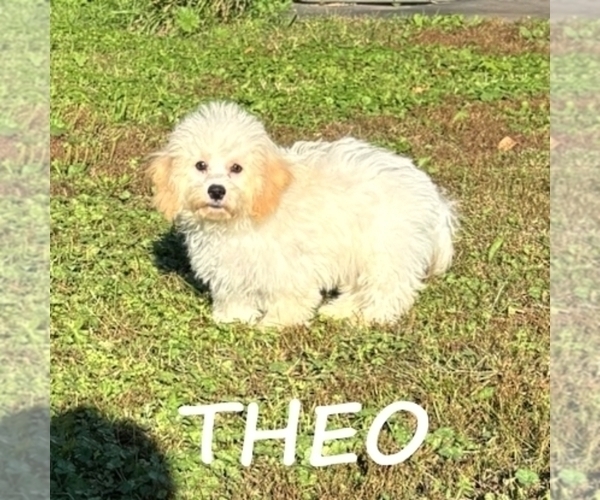 Medium Photo #3 Cock-A-Poo Puppy For Sale in HARTLAND, MN, USA